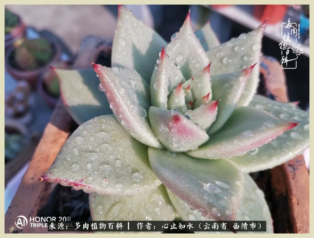 景德镇精品拇指多肉盆,轻奢多肉拇指盆3.5