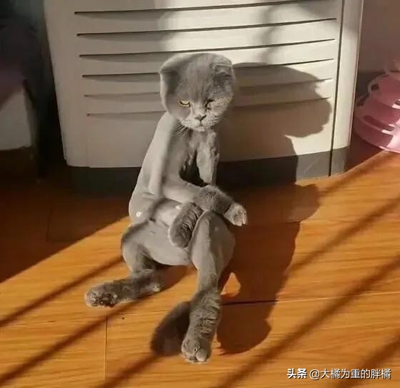 主人以为蓝猫太胖,就把猫毛剃掉,结果瘦得像根火柴棍,它生气了