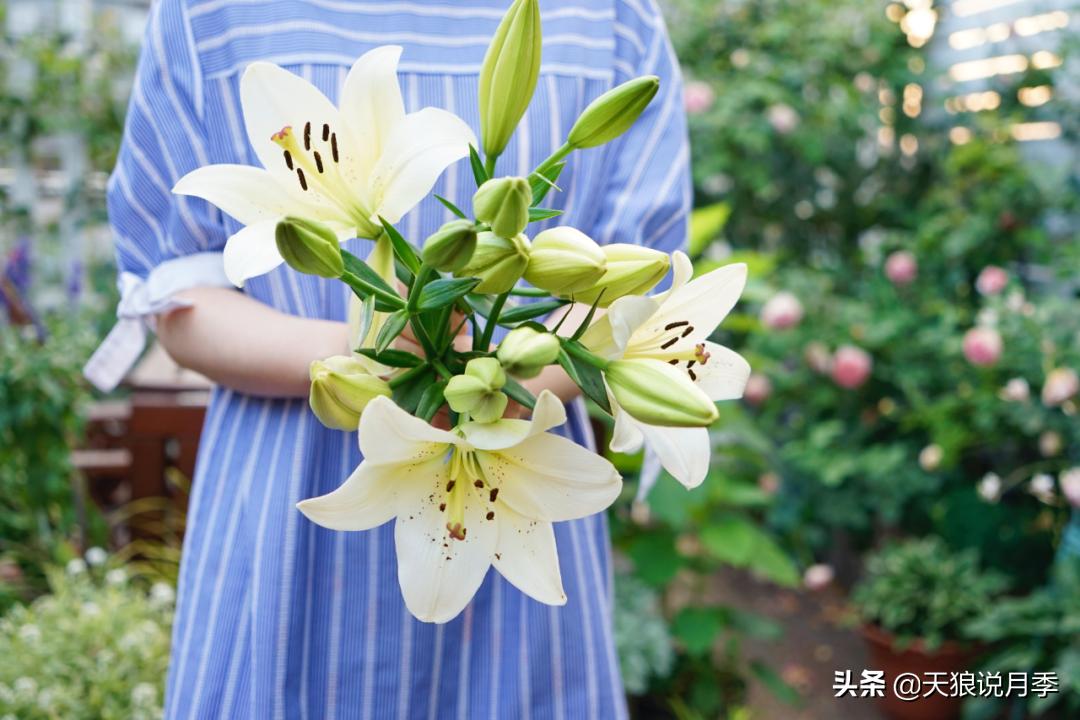 如何打造四季开花的花园,如何打造四季都有花的花园