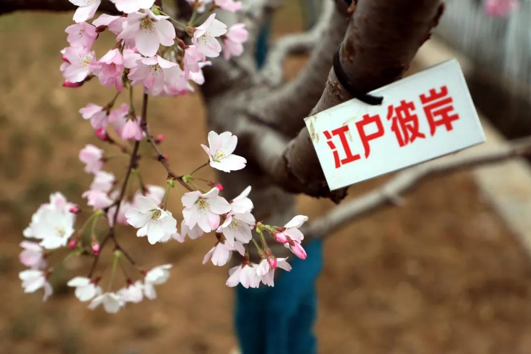 龟山板块,龟山板块发展