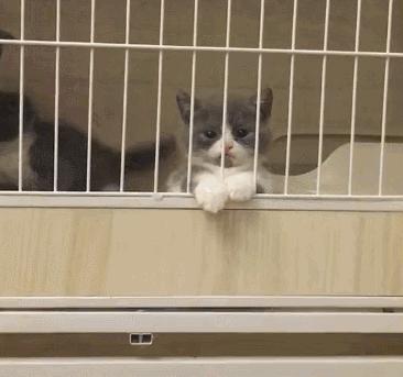 想带宠物上火车怎么办,想带狗狗出远门没车怎么办