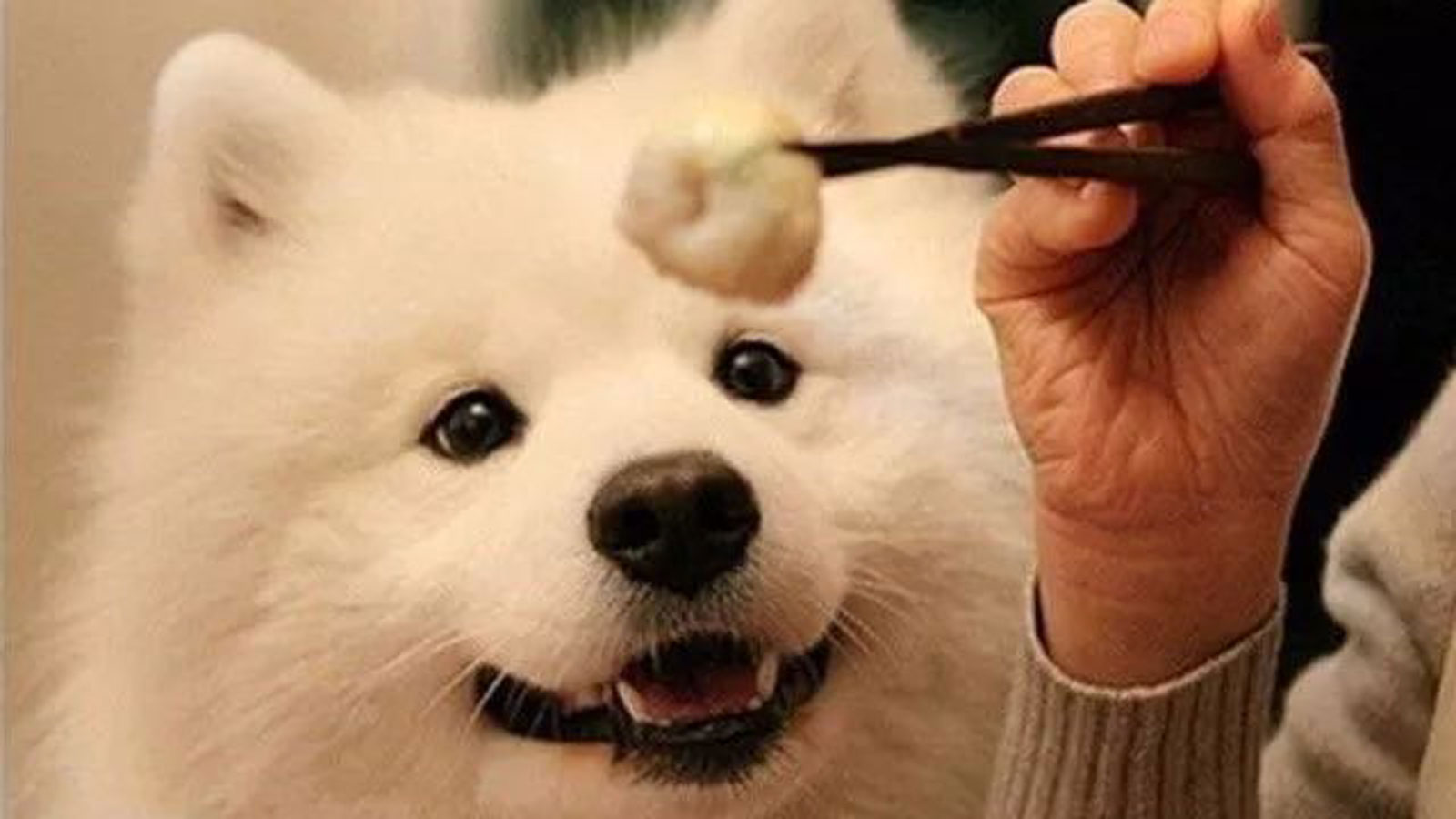 狗粮和自制狗饭交替喂可以吗,没狗粮可以喂什么