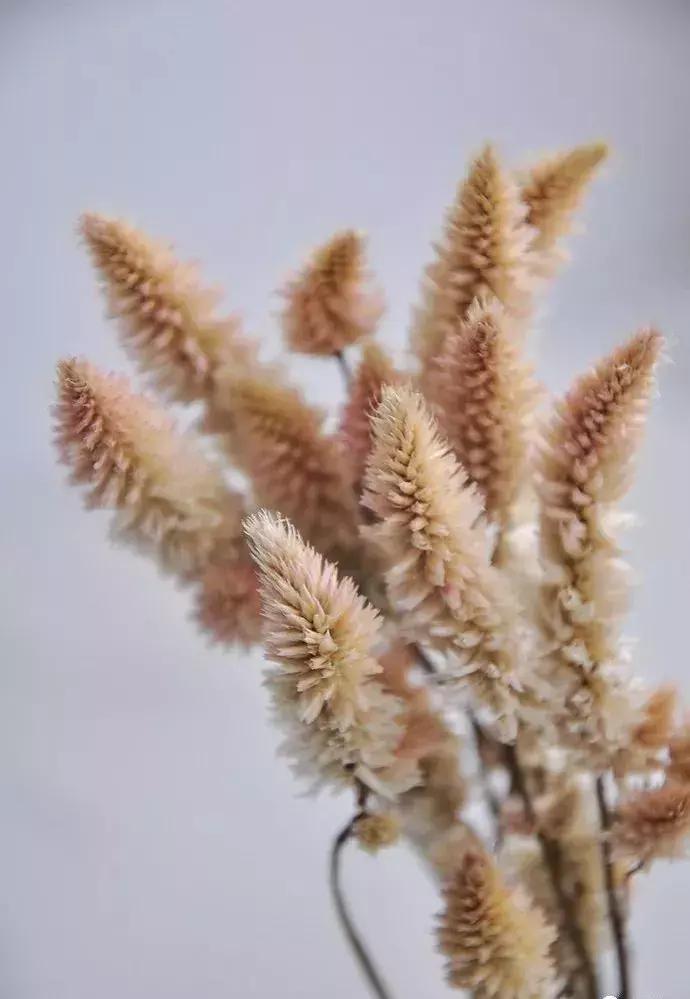 8种能做干花的鲜花,男朋友送的花就这么做