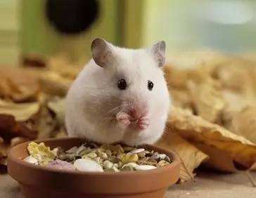 不同宠物花销大盘点原来养它才是真土豪