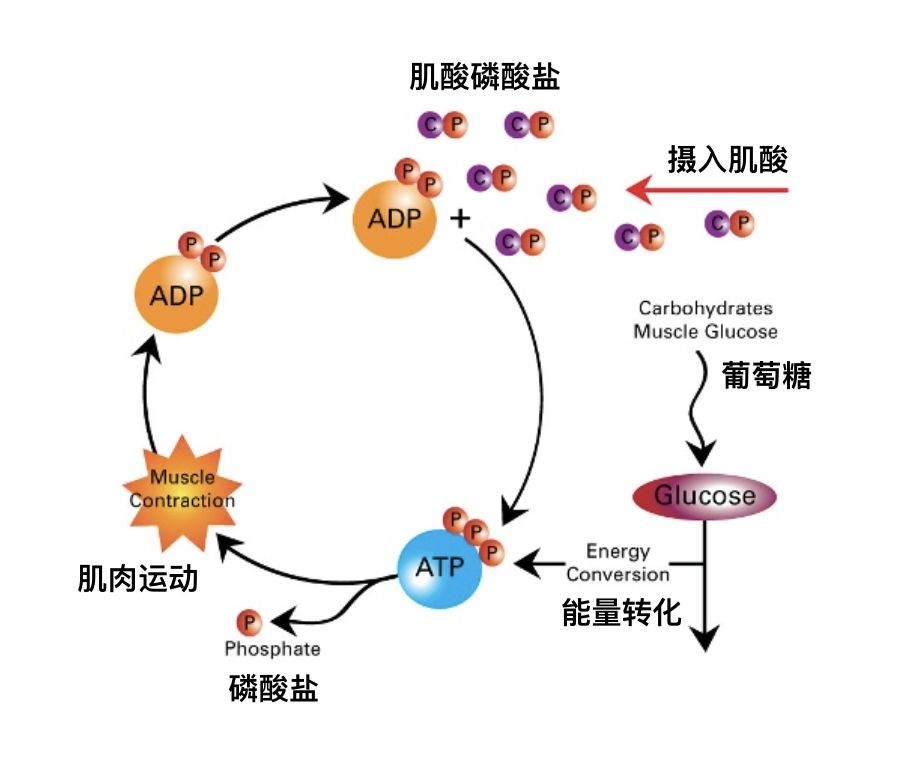 补剂科普肌酸,被严重低估的补剂肌酸