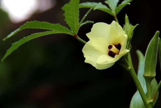 怎么在地里种秋葵,秋葵怎么种植在阳台上