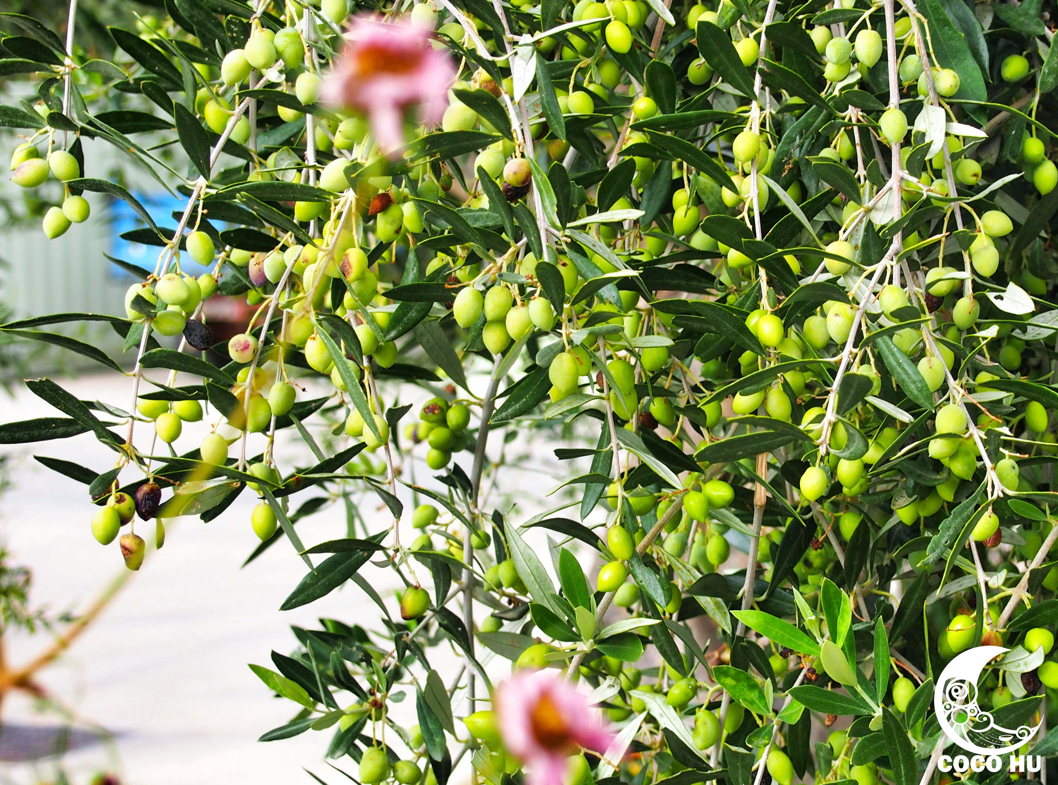 克里特文明与古埃及文明的联系,希腊克里特岛文明