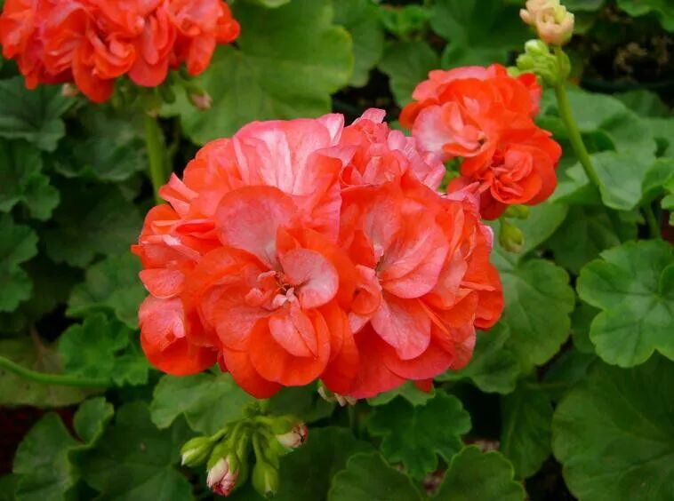 这种花别乱浇水水越多越不开花,这种花不怕冷好养易活