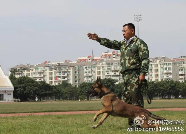 中国宠物时代周刊专访一一赵先军