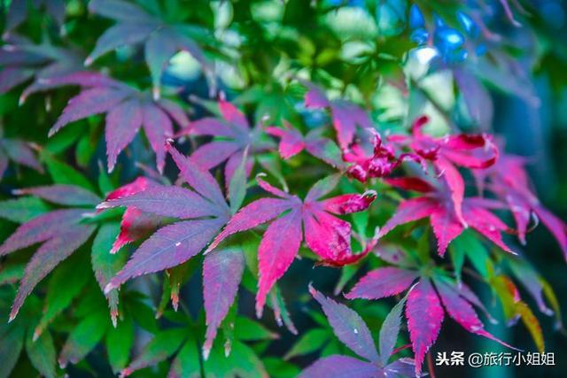 天目湖加南山竹海哪里泡温泉好,天目湖度假秘境享受绝美自然山水