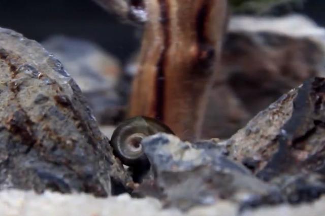 莫斯树到底好不好,莫斯树是什么