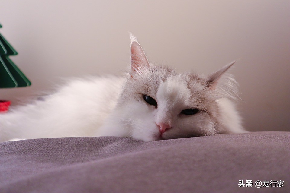 猫咪居然也会放屁,而且还很臭?放屁,猫之常情,但有时也需注意