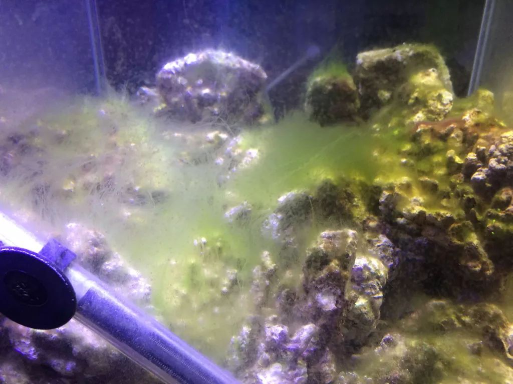 初次下海的萌新请注意，你的鱼为什么总是死！