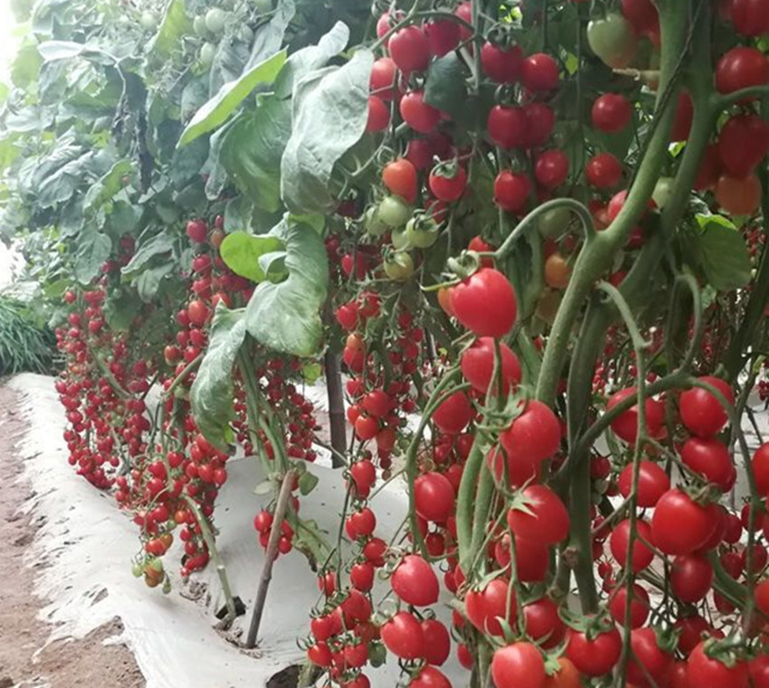 农村种植什么蔬菜能赚钱,农村农作物种什么能赚钱