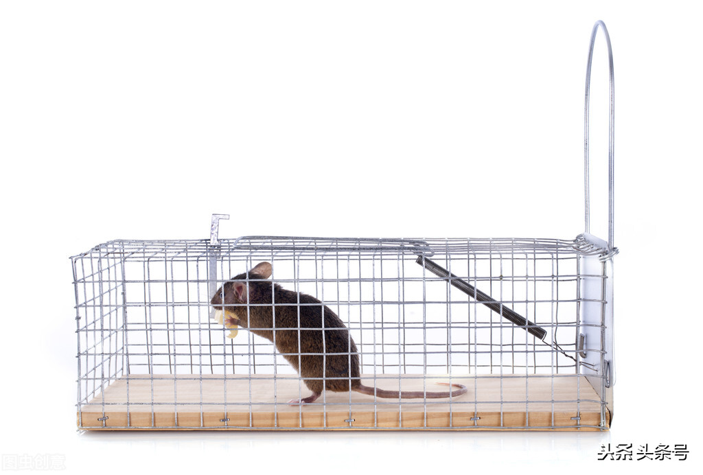 老鼠为什么会咬粘鼠板,老鼠用粘鼠贴怎么灭