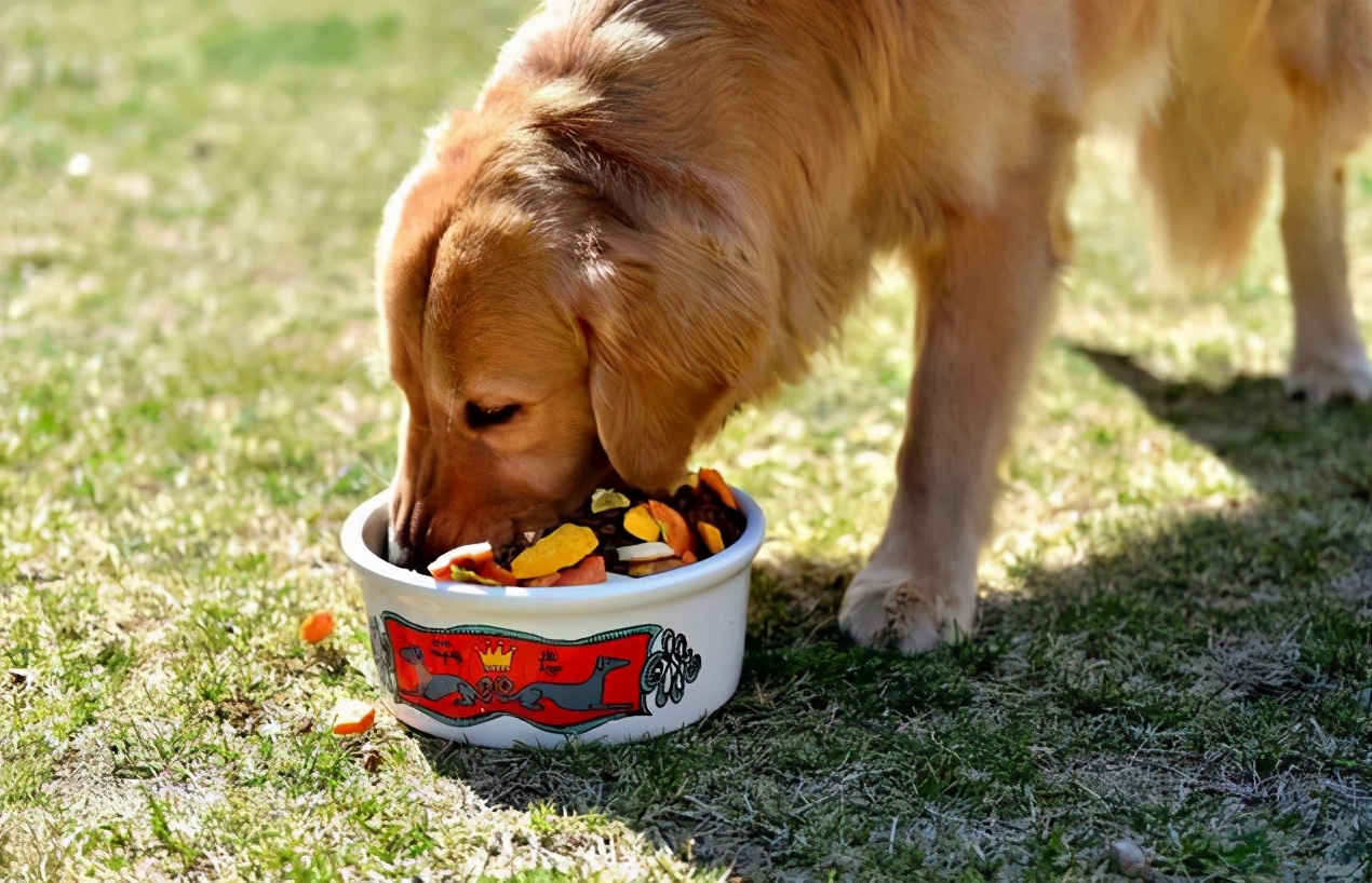 如何挑选一款好的狗粮,如何选择一款优质的狗粮