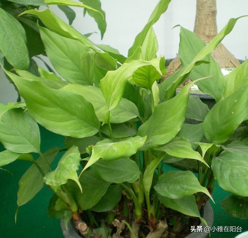 盆养万年青,万年青用什么盆栽好看又好养