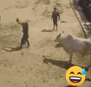 被牛角顶了是什么感觉,被牛角顶了是什么样