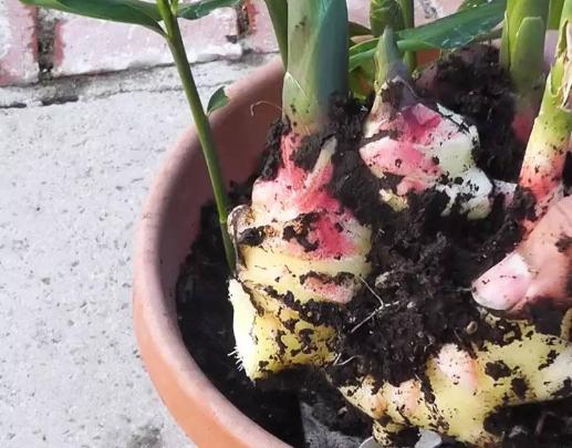 生姜盆栽方法教程大全,生姜盆栽方法大全