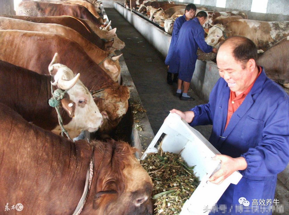 黄牛的养殖和疾病预防,牛的饲养和管理专业知识