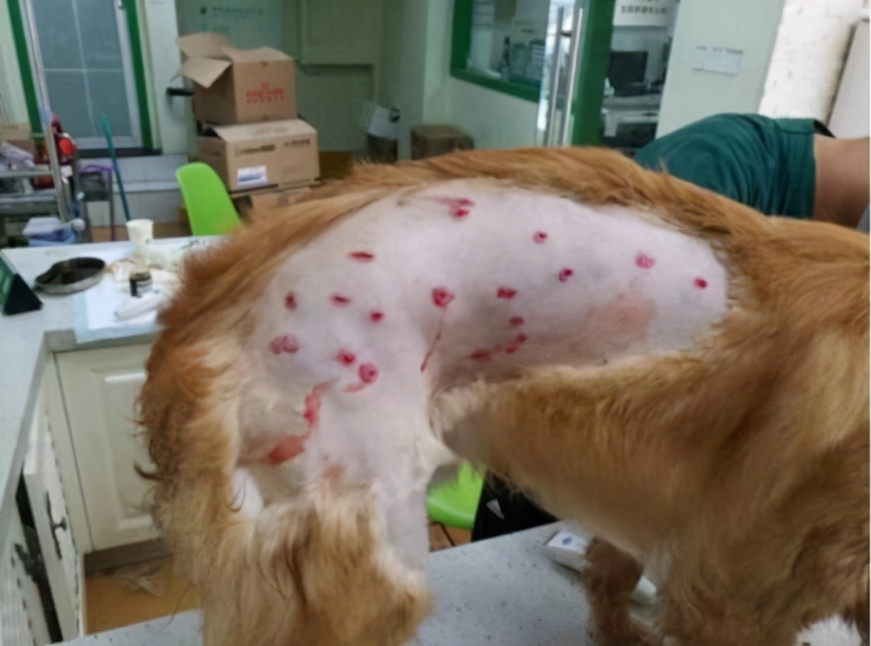 为什么狗狗不能吃盐,狗狗到底能不能吃咸的食物