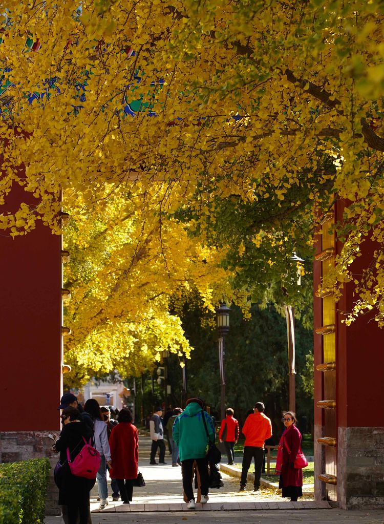 金色的北京犬,金色的北京现代汽车