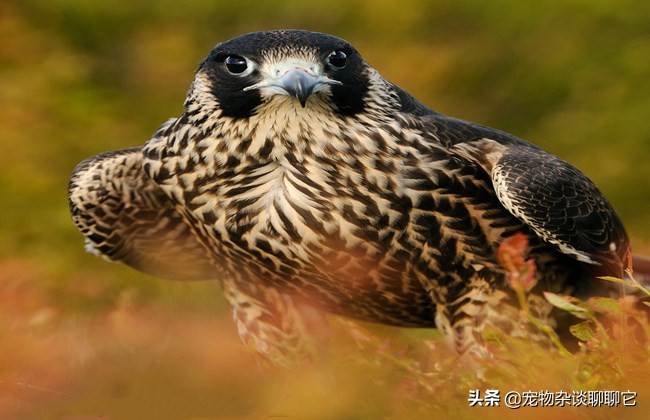 超级掠食者完整视频,最顶尖的捕食者