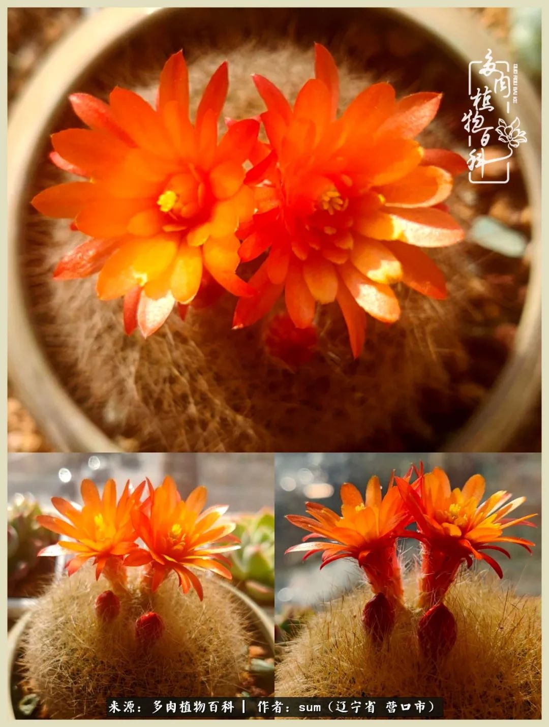 养多肉是一个很治愈的过程,养多肉是一种爱