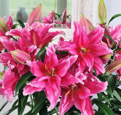 百合花第二年冒芽了怎么养,百合花冒芽了还可以覆土吗