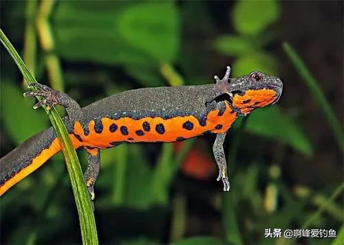 过春守大鲤,万万想不到钓了一尾神兽,你们认识这是什么吗?