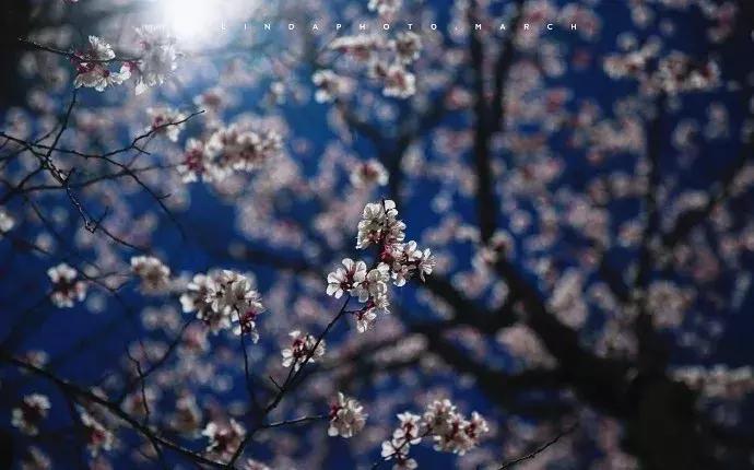 濡備綍鍖哄垎妯辫姳妗冭姳姊ㄨ姳鏉忚姳娴锋,妯辫姳妗冭姳鏉庤姳鏉忚姳濡備綍鍖哄垎