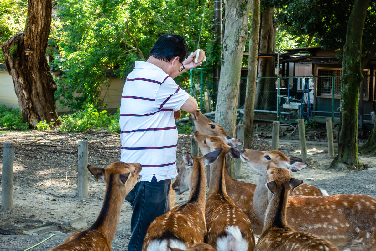 日本大阪七天攻略,日本大阪走心指南