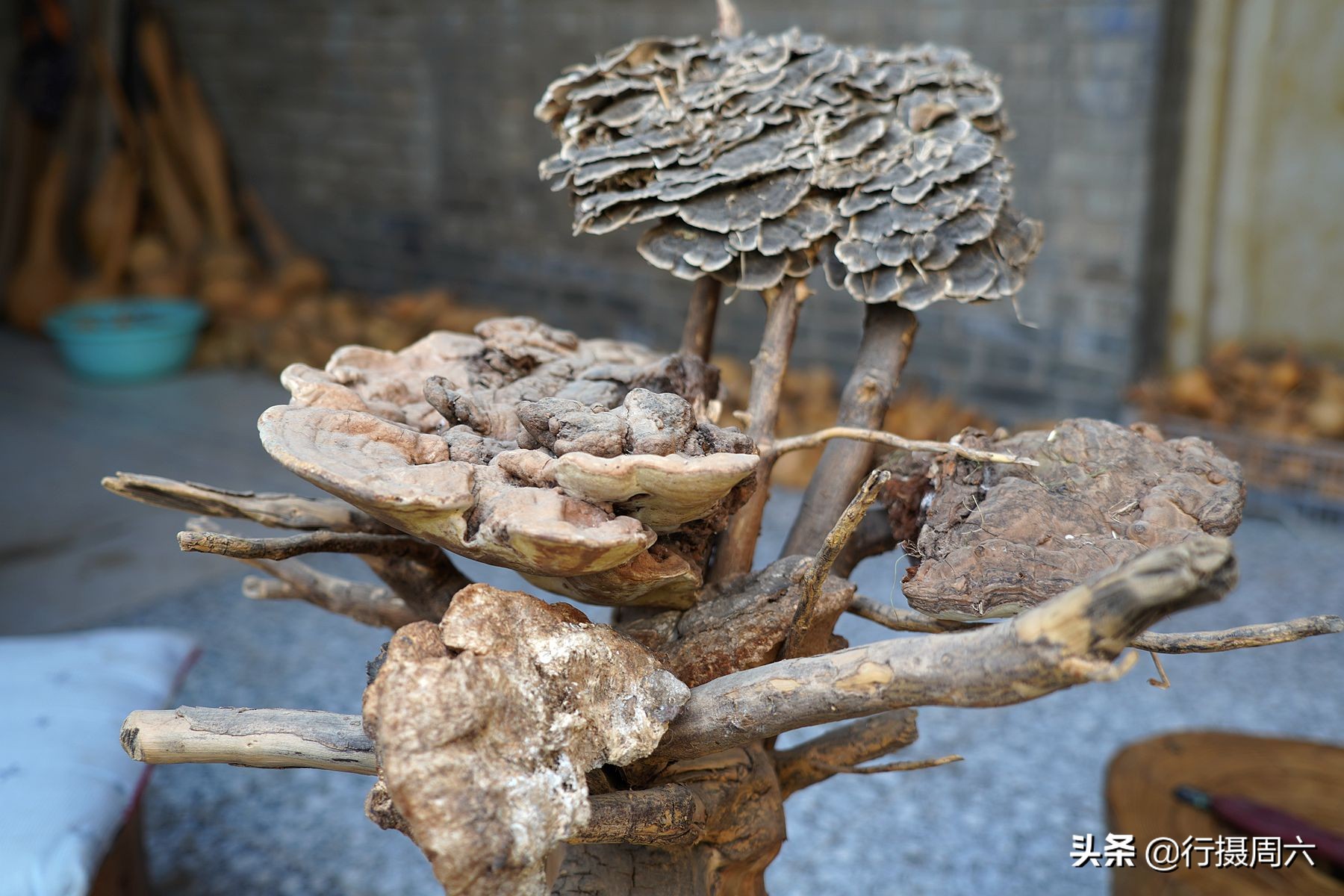 老农捡到地灵芝,上山挖药材意外找到一株野生灵芝
