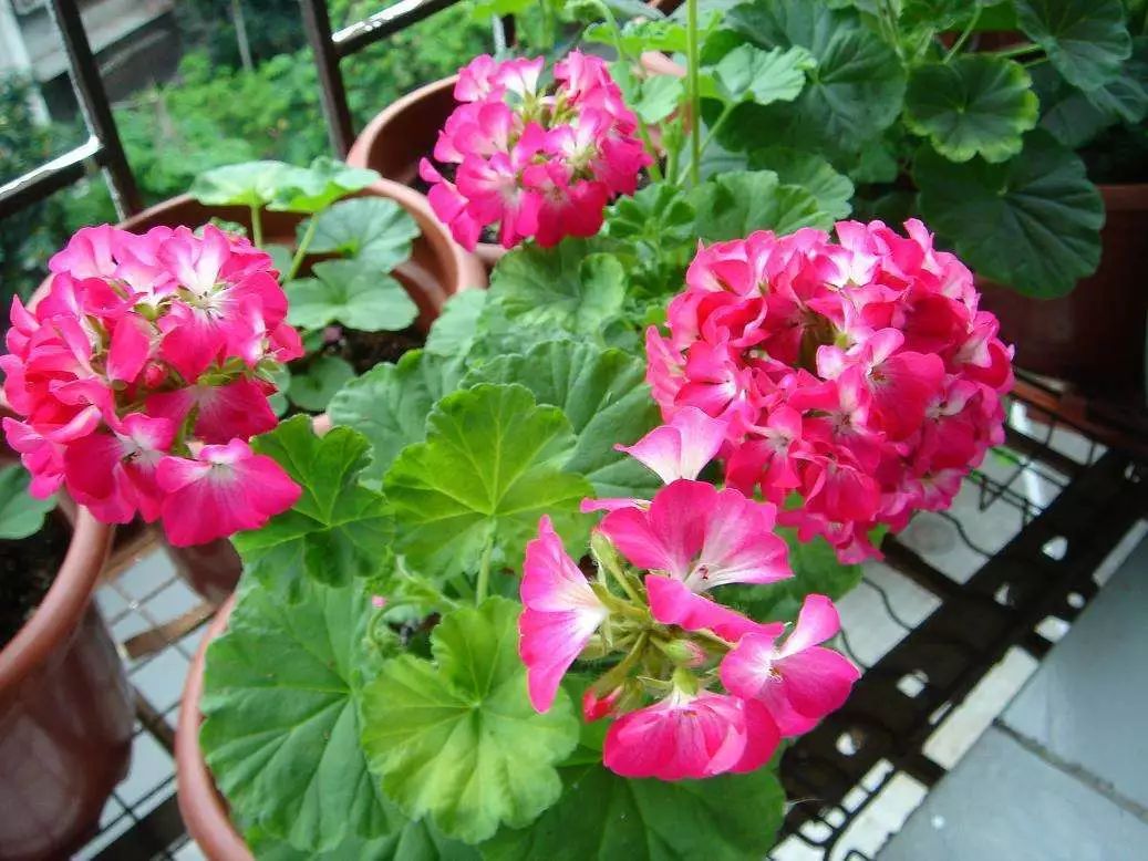 为什么有的天竺葵不开花,天竺葵不开花是什么原因呢