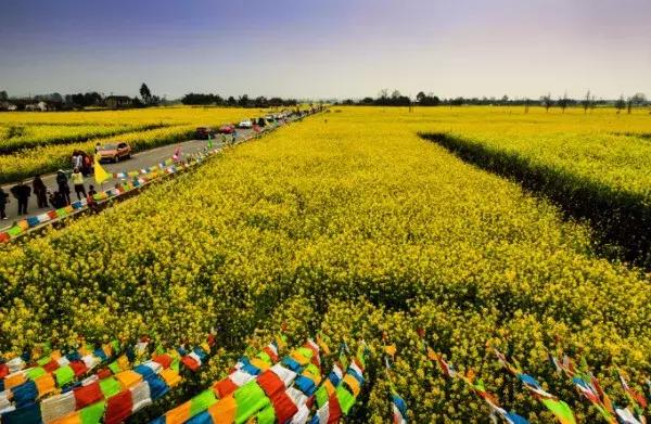 四川过年油菜花风景视频,3月去四川哪里看油菜花