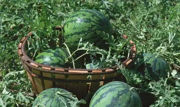 夏季祛暑吃什么养生茶好,小暑养生大全