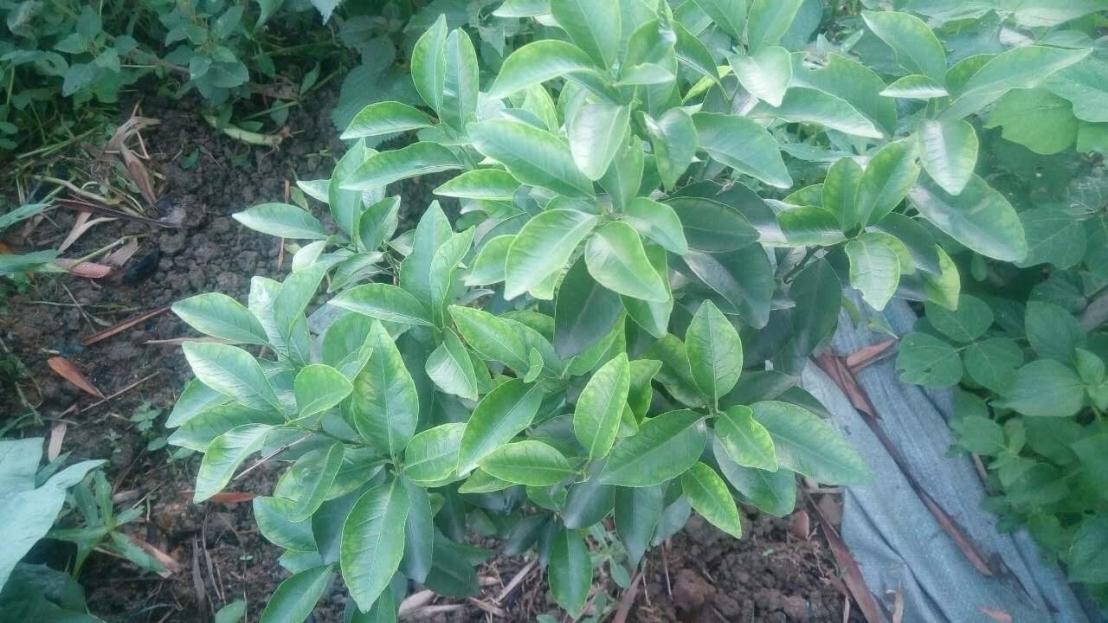 柑橘快收获还落果啥原因,柑橘黄化树恢复方法