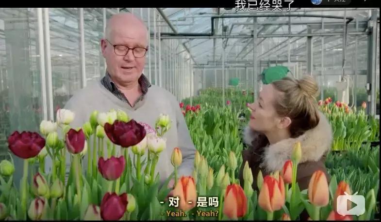 世界最大鲜花市场的销售全过程,全球最大的鲜花交易市场排名第一