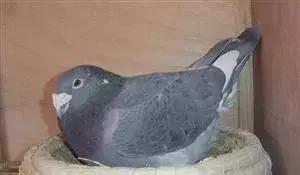 幼鸽出壳到下窝需要做什么,雏鸽出壳后的管理方法