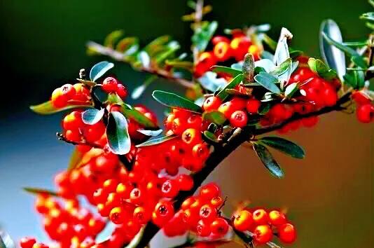 火棘树挂满果图,火棘花开