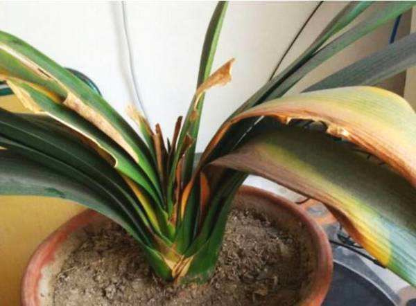 浇花不要水太多,浇花小窍门正确的浇水方法