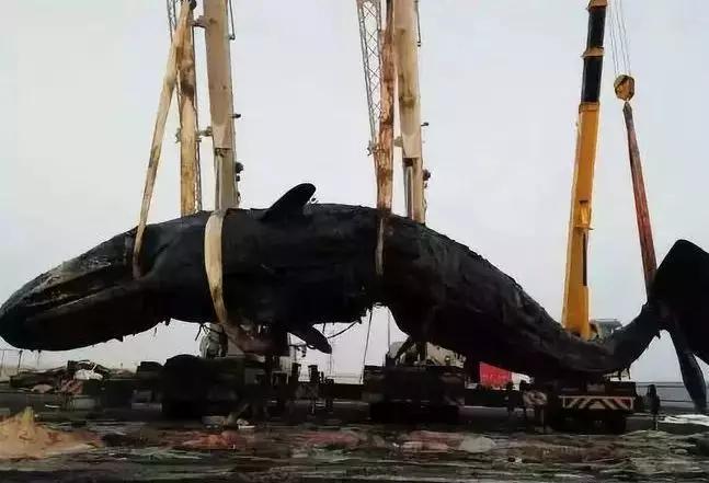 “牙中第一润”，到底是不是违法？