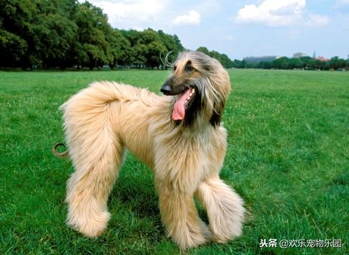 狗狗为什么喜欢舔主人膝盖,狗狗喜欢舔地板是什么原因