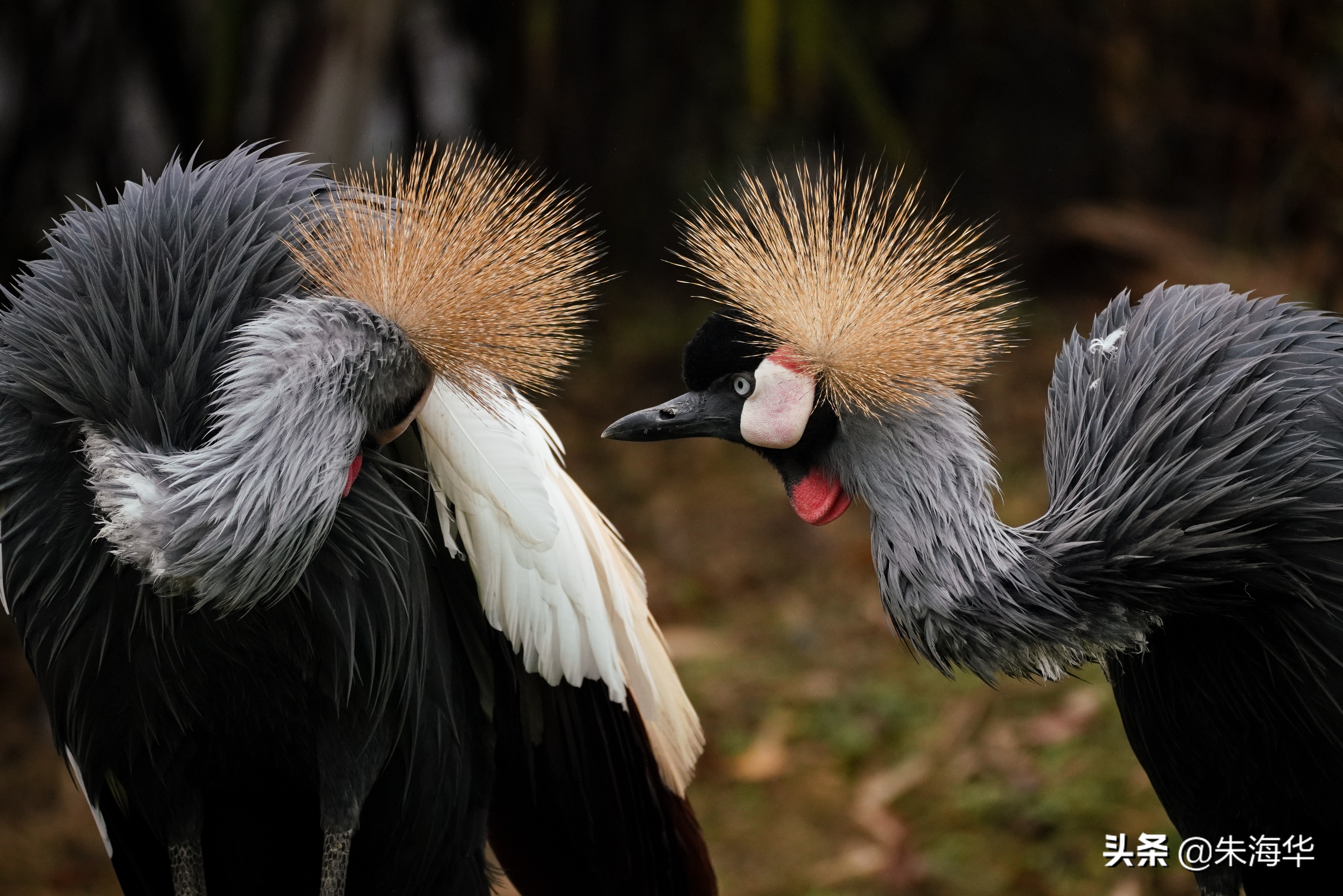 镜头记录：“它们”和我们