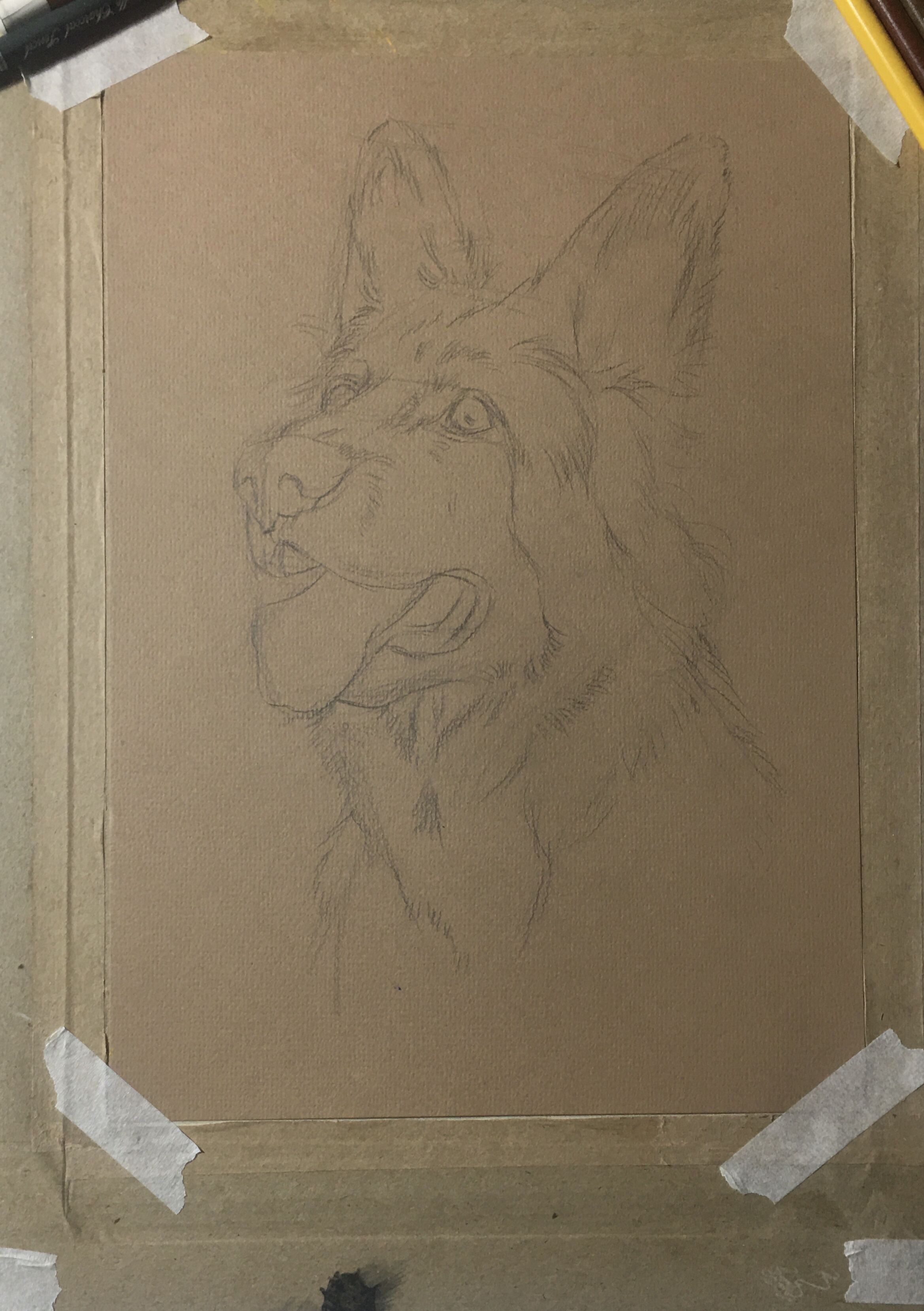 写实彩铅中华田园犬,德牧彩铅画法步骤