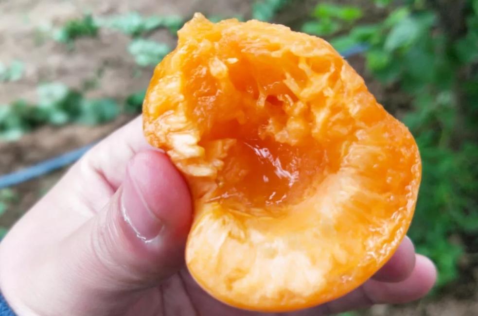 陕西金太阳新鲜杏子,陕西金太阳酸杏子