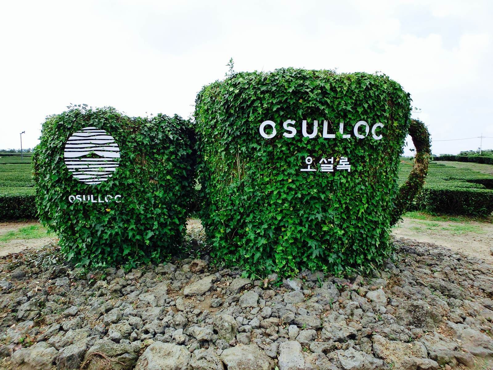 打卡济州岛西部热门景点：绿茶博物馆、GD咖啡厅、山茶花之丘……