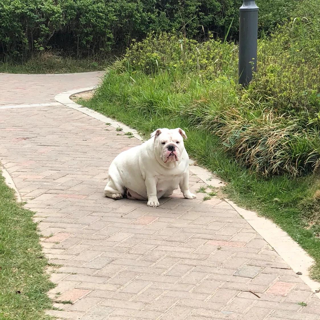 英牛分娩,英牛怀孕40天什么样