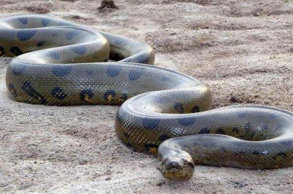 中国神兽龙真的存在吗,龙是不是传说中的上古神兽