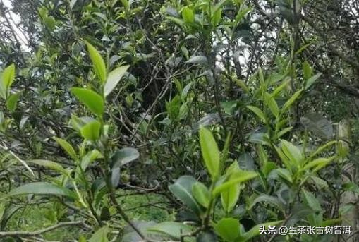 勐海比较出名的普洱茶,喝普洱茶是要买什么样的